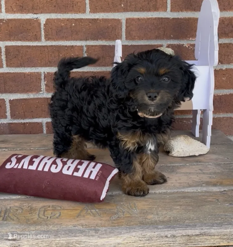 Bree – Havapoo puppy for sale in Bedford, KY