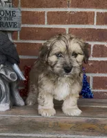 Bowie, a male Havapoo for sale in Bedford, KY – 4 of 4