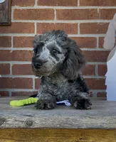 Blue, a male Poodle - Miniature  for sale in Bedford, KY – 5 of 7