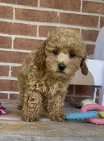 Ginger, a female Poodle - Toy  and Poodle - Miniature  for sale in Bedford, KY – 9 of 9