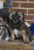 Blossom , a female Havapoo for sale in Bedford, KY – 4 of 4