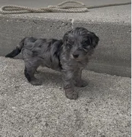 Phoebe , a female Havapoo for sale in Bedford, KY – 4 of 6