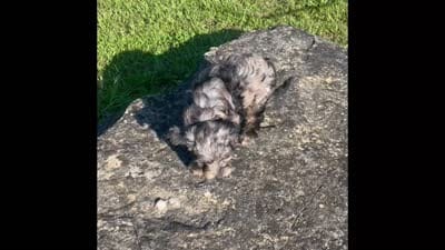 Phoebe , a female Havapoo for sale in Bedford, KY – 3 of 6