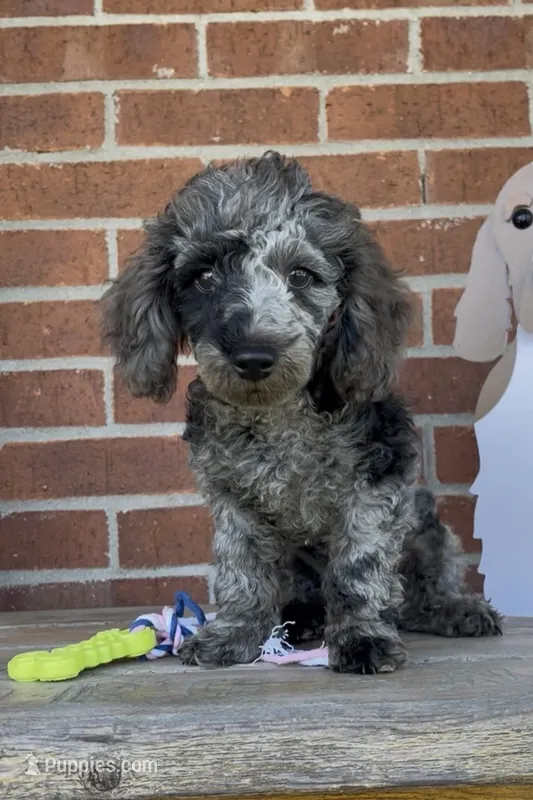 Blue – Poodle - Miniature  puppy for sale in Bedford, KY