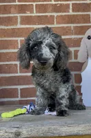 Blue, a male Poodle - Miniature  for sale in Bedford, KY – 1 of 7
