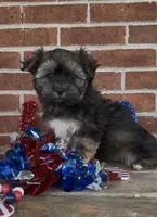Tux, a male Havanese for sale in Bedford, KY – 2 of 3