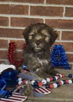 Chloe, a female Havapoo for sale in Bedford, KY – 3 of 4
