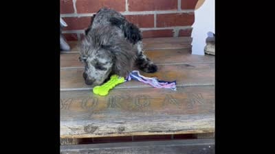 Blue, a male Poodle - Miniature  for sale in Bedford, KY – 3 of 7