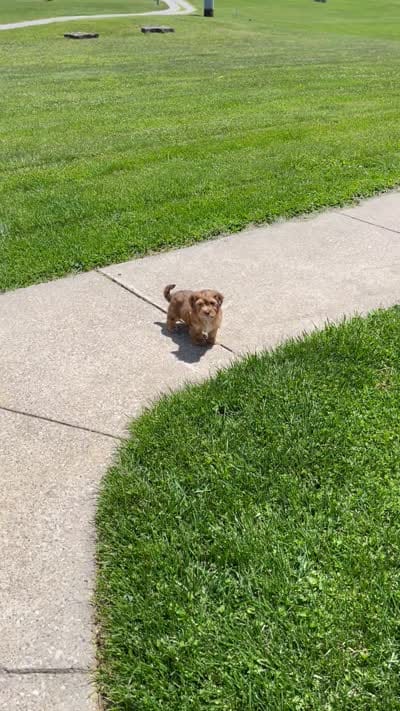 River, a male Havapoo for sale in Bedford, KY – 3 of 5