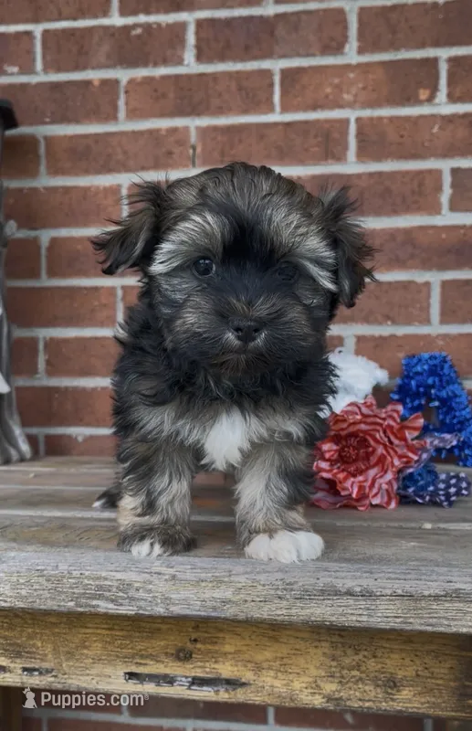 Tux – Havanese puppy for sale in Bedford, KY