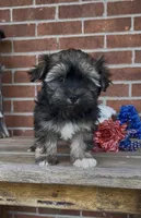 Tux, a male Havanese for sale in Bedford, KY – 1 of 3