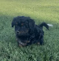 Bree, a female Havapoo for sale in Bedford, KY – 4 of 4