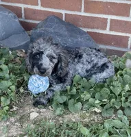 Blue, a male Poodle - Miniature  for sale in Bedford, KY – 2 of 7