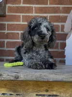 Blue, a male Poodle - Miniature  for sale in Bedford, KY – 4 of 7