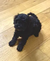 Beauty , a female Cockapoo for sale in Bedford, KY – Photo 3 of 5