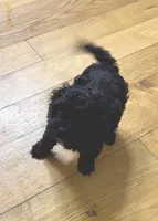 Beauty , a female Cockapoo for sale in Bedford, KY – Photo 5 of 5