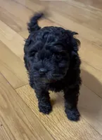 Beauty , a female Cockapoo for sale in Bedford, KY – Photo 4 of 5