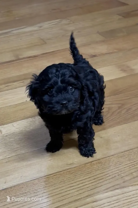 Beauty , a female Cockapoo for sale in Bedford, KY – Photo 1 of 5
