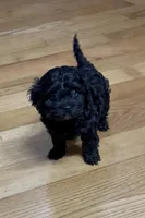 Beauty , a female Cockapoo for sale in Bedford, KY – Photo 1 of 5