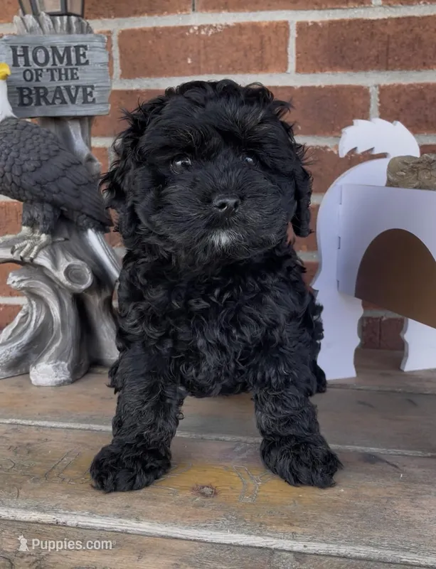 Beauty  – Cockapoo puppy for sale in Bedford, KY