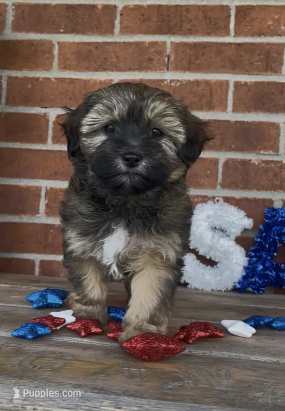 Blossom  – Havapoo puppy for sale in Bedford, KY