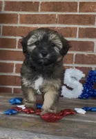 Blossom , a female Havapoo for sale in Bedford, KY – 1 of 4