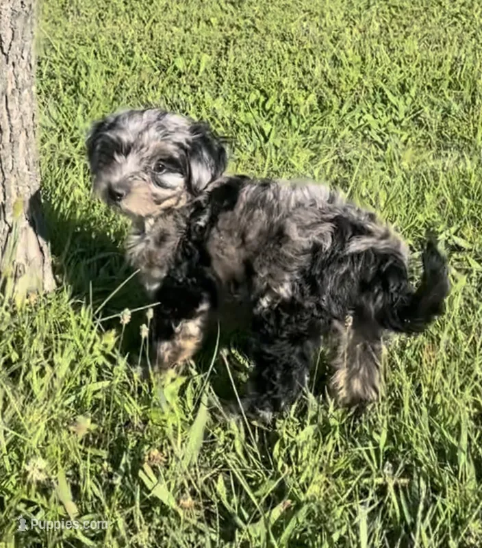 Phoebe  – Havapoo puppy for sale in Bedford, KY