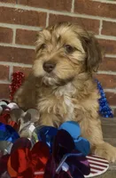 River, a male Havapoo for sale in Bedford, KY – 4 of 5