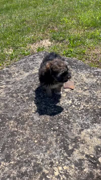 Tux, a male Havanese for sale in Bedford, KY – 3 of 3