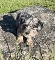 Phoebe , a female Havapoo for sale in Bedford, KY – 2 of 6