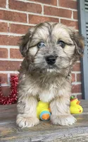 Bowie, a male Havapoo for sale in Bedford, KY – 2 of 4