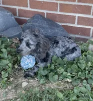 Blue, a male Poodle - Miniature  for sale in Bedford, KY – 6 of 7