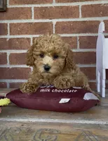 Ginger, a female Poodle - Toy  and Poodle - Miniature  for sale in Bedford, KY – 7 of 9