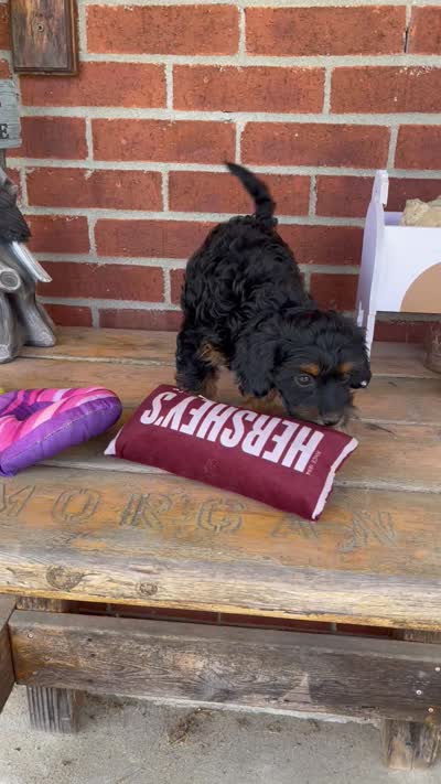 Bree, a female Havapoo for sale in Bedford, KY – 3 of 4