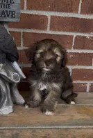 Chloe, a female Havapoo for sale in Bedford, KY – 1 of 4