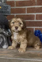 River, a male Havapoo for sale in Bedford, KY – 5 of 5