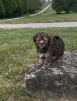 Chloe, a female Havapoo for sale in Bedford, KY – 4 of 4
