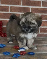Phoebe, a female Havapoo for sale in Bedford, KY – 2 of 4
