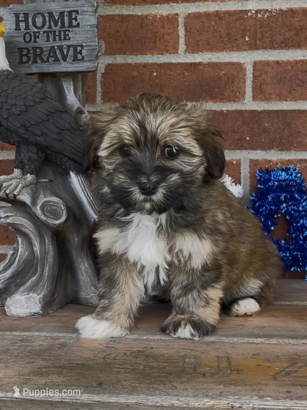 Phoebe – Havapoo puppy for sale in Bedford, KY