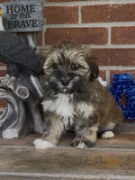Phoebe, a female Havapoo for sale in Bedford, KY – 1 of 4