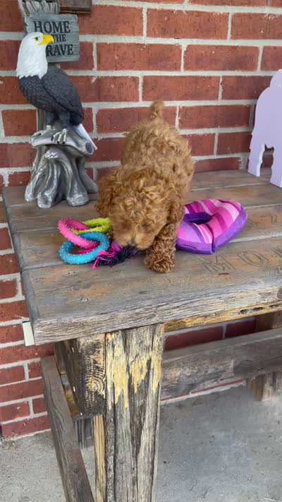 Ginger, a female Poodle - Toy  and Poodle - Miniature  for sale in Bedford, KY – 3 of 9