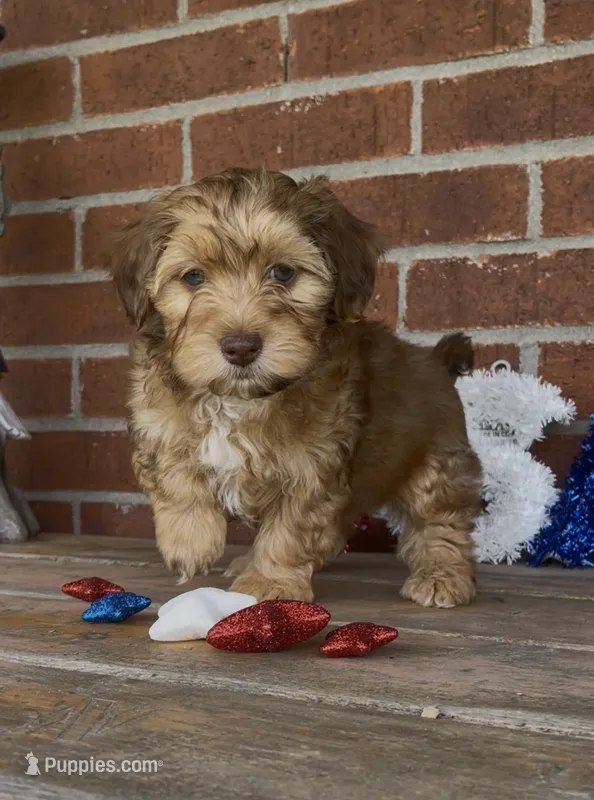 River – Havapoo puppy for sale in Bedford, KY