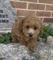 Ginger, a female Poodle - Toy  and Poodle - Miniature  for sale in Bedford, KY – 4 of 9