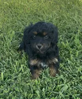 Bree, a female Havapoo for sale in Bedford, KY – 2 of 4