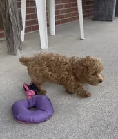 Ginger, a female Poodle - Toy  and Poodle - Miniature  for sale in Bedford, KY – 6 of 9