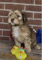 River, a male Havapoo for sale in Bedford, KY – 2 of 5