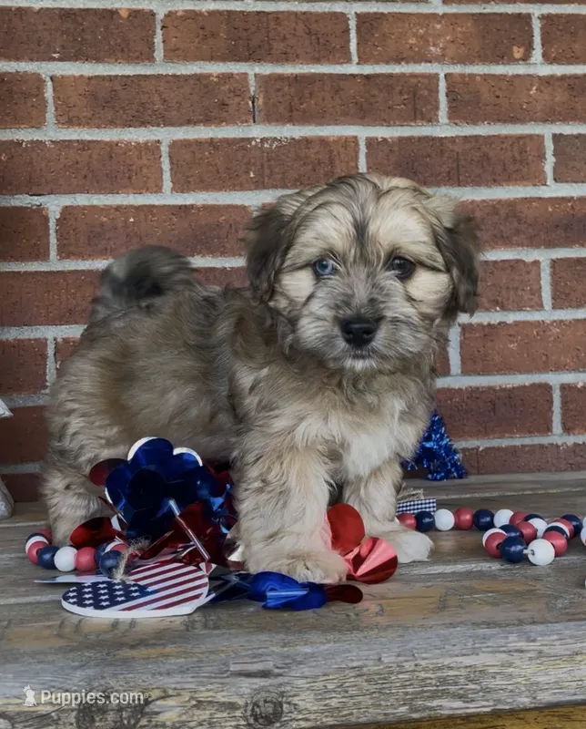 Bowie – Havapoo puppy for sale in Bedford, KY