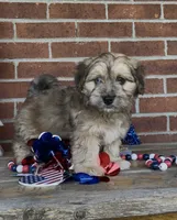 Bowie, a male Havapoo for sale in Bedford, KY – 1 of 4
