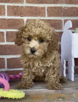 Ginger, a female Poodle - Toy  and Poodle - Miniature  for sale in Bedford, KY – 8 of 9
