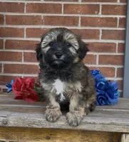 Blossom , a female Havapoo for sale in Bedford, KY – 2 of 4